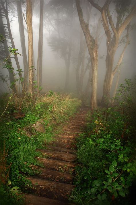 Misty Wood In Color Beautiful Nature Scenery Landscape