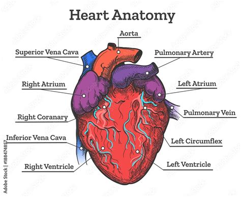 Stockvector Heart Anatomy Colored Sketch Anatomic Human Cardiac Muscle