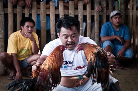 Sabong Cockfighting In A Small Village Of Luzon Philippines