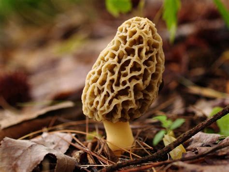 Wisconsin Morel Mushroom Spores Growing Morels In Your Backyard
