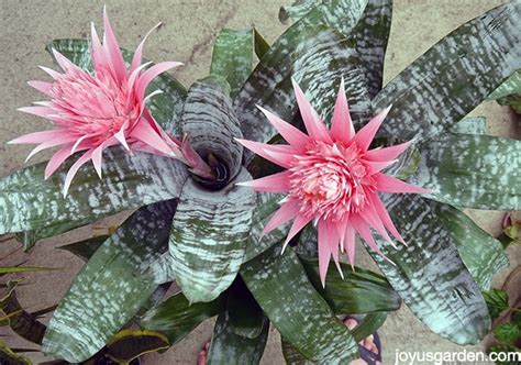 Caring For Bromeliads What You Need To Know To Grow Them