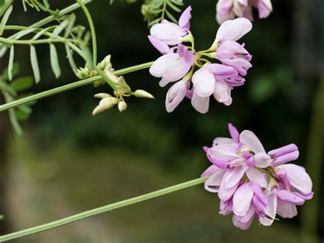 Planting Crown Vetch Learn How To Use Crown Vetch For A Natural