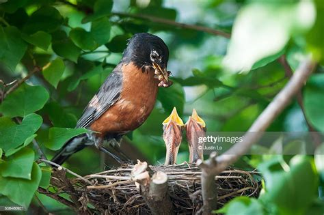 Robin Feeding Babies High Res Stock Photo Getty Images