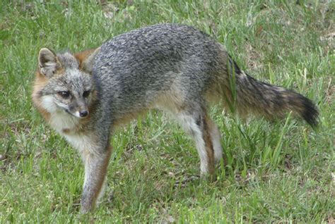Gray Fox By Lupineleigh On Deviantart