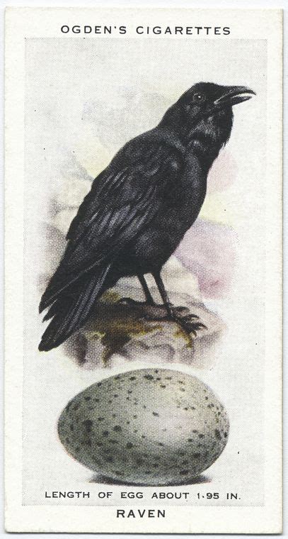 Raven Nypl Digital Collections
