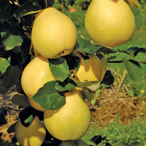 20 chinese quince fruit tree chaenomeles sinensis fruit flower seeds thornless. Crimea™ Russian Quince at Wayside Gardens
