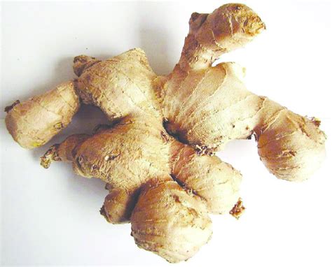 4 Green Fresh Ginger Zingiber Officinale Rhizomes Purchased From Download Scientific