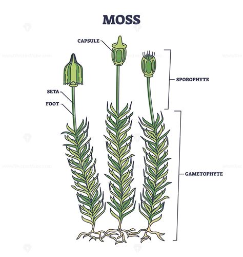 Moss Biological Anatomy With Plant Structure And Parts Outline Diagram