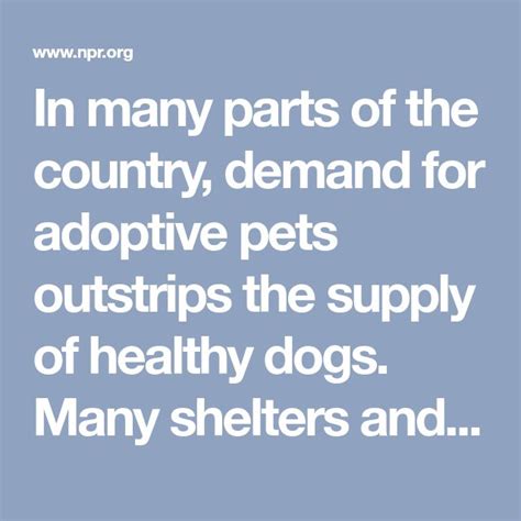 With Rescue Dogs In Demand More Shelters Look Far Afield For Fido