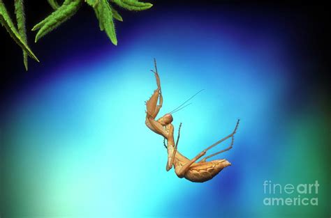 Praying Mantis Leaping Photograph By Dr John Brackenburyscience Photo