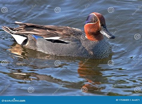 The Eurasian Teal Is The Smallest Dabbling Duck Royalty Free Stock