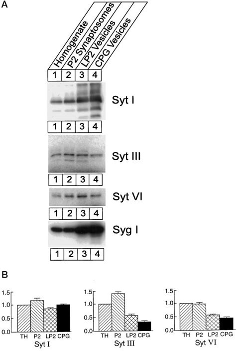 Relative Levels Of Synaptotagmins I Iii And Vi In Synaptic Vesicles