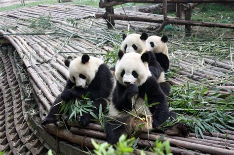 Chengdu Panda Breeding Research Center