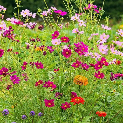 5 spring plants that could save monarch butterflies. Gurney's Monarch Butterfly Garden Mixture, Multiple ...