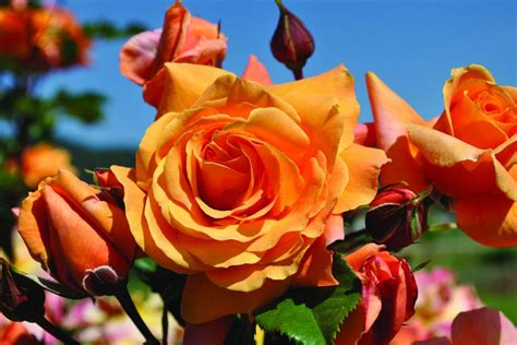 10 Beautiful Easy To Grow Climbing Roses For Your Garden