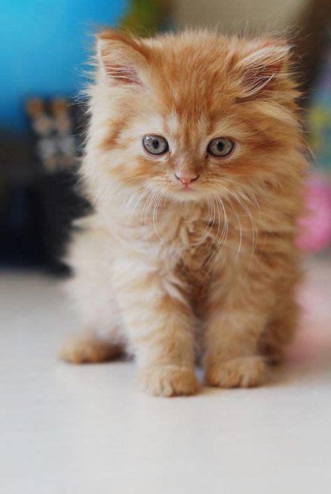 An Orange Kitten Needs To Live With Me Kitty Cats Orange Cat Ginger