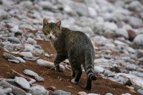 Efforts Are Needed To Protect Native Species From Feral Cats