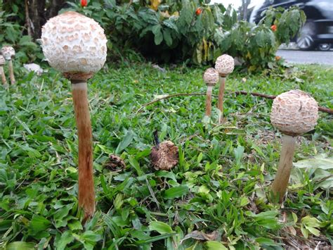 Next postseterusnya bagai bulan empat belas. Selagi hayat di tangan-NYA: CENDAWAN TUMBUH SELEPAS HUJAN