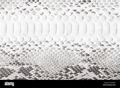 Scaly Texture Of Leather Background Luxury Python Skin Stock Photo Alamy