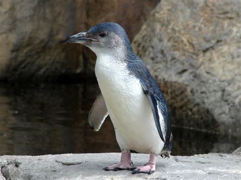 Little Blue Penguins Are Starving To Death Business Insider