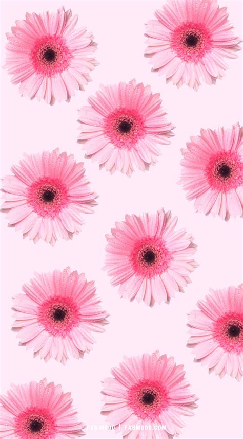 Pink Daisy Iphone Wallpaper