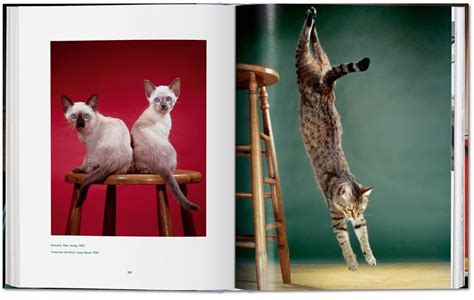 Thats Purrfect Iconic Cat Photographer Walter Chandoha