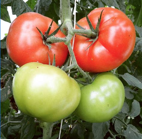 When To Plant Tomatoes In Pa What To Consider For Early