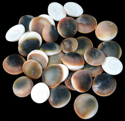 Check out our cats eye shell selection for the very best in unique or custom, handmade pieces from our shops. Cat_eye_shells