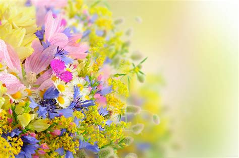 Flowers For Backgrounds Wallpaper Cave