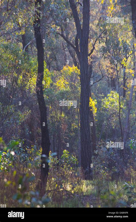 Beautiful Australian Ironbark Woodland Backlit By The Sun Chiltern Box