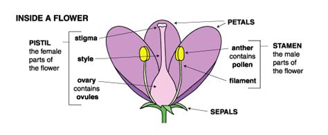 The anther is the part of the organ that produces pollen, and the filaments hold up the anthers. Gummy bears' blog: Parts of a flower and pollination