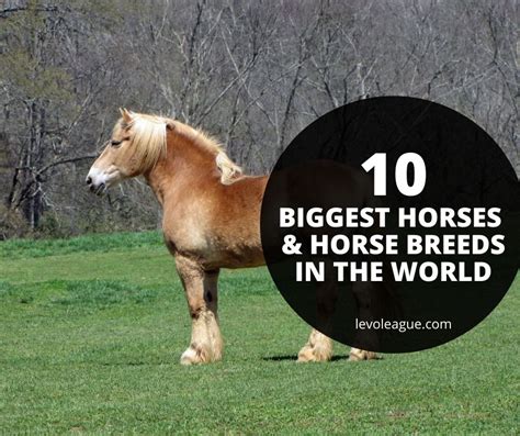 The Biggest Horse In The World 2023