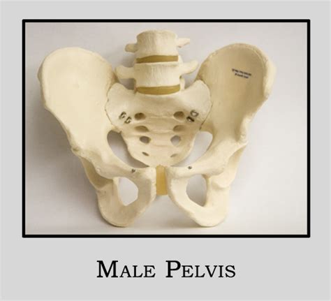 Male Pelvis Model Labeled Anatomy