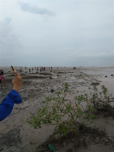 Keindahan Pantai Beting Beras Di Desa Kuala Merbau Lihat Kepri
