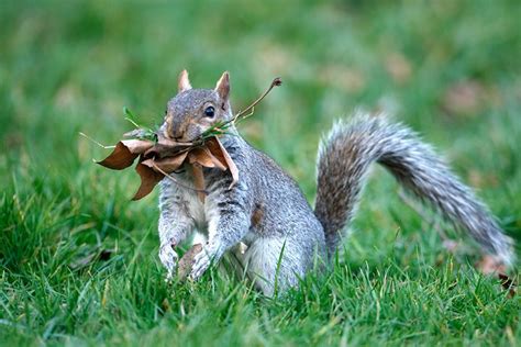 Check spelling or type a new query. All About Squirrel Nests | Where do squirrels live ...
