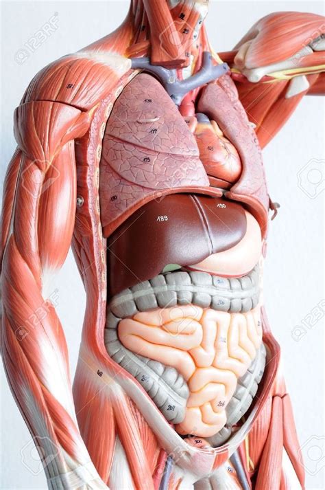 La Anatomía Humana Human Anatomy Model Human Body Organs Human Anatomy Female