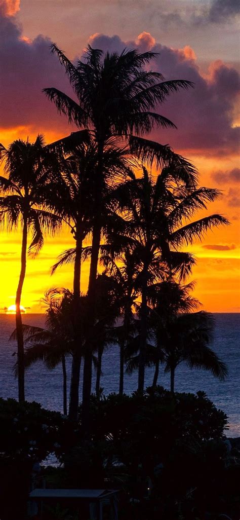 Iphone X Wallpaper Palm Trees Sunset Ocean Hd Palm Tree