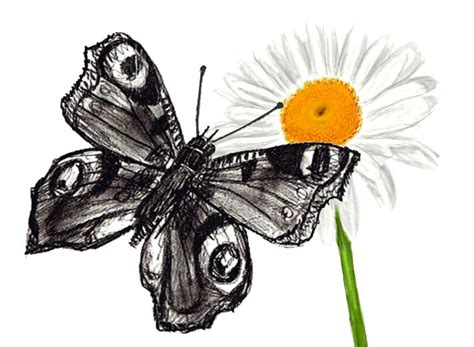 This is a supper easy simple butterfly drawing tutorial that's perfect for beginners of all ages, but especially for kids in kindergarten and preschool. How to Draw a Butterfly - Draw Step by Step