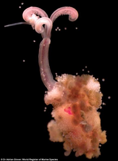 Creepy Zombie Worms Discovered In Australias Deep Sea