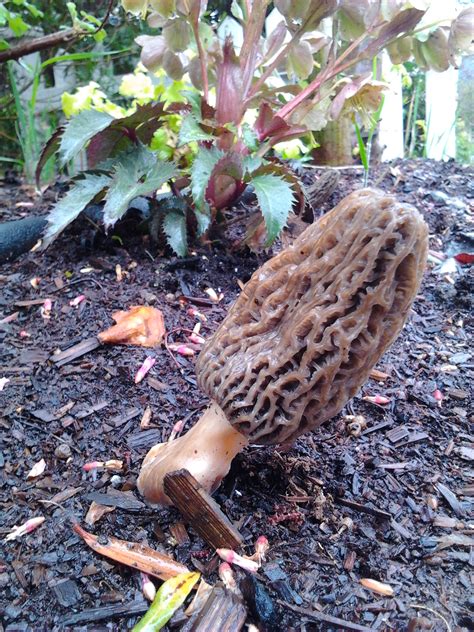 There are many reasons why you should use wood chips in your garden. Reasons to Mulch... Morels! - Seattle Arborist - First ...