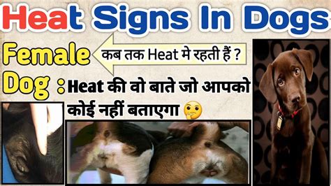 Heat Signs In Dogs Sign Of Heat In Female Dog Vulvar Swelling