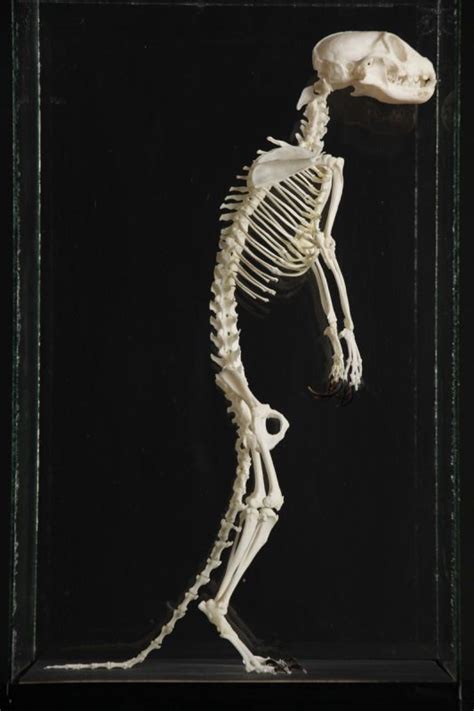 Meerkat Skeleton Suricata Suricatta Masai Gallery