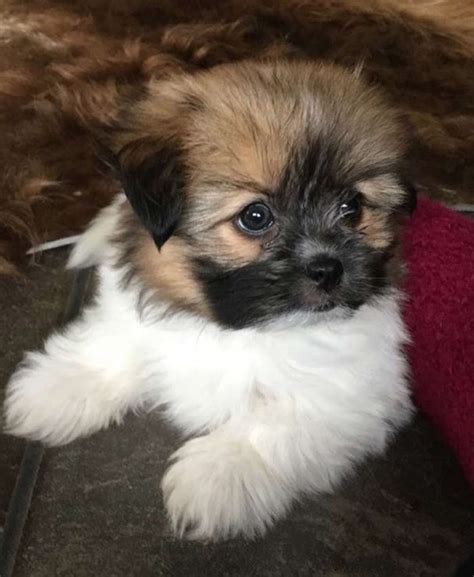 30 Pomeranians Mixed With Shih Tzu The Paws