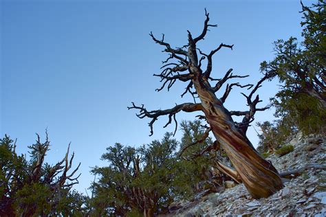 In Search Of The Methuselah Tree Visiting The Ancient Bristlecone Pine