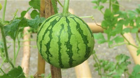 How To Grow Watermelon From Seed In Containers YouTube