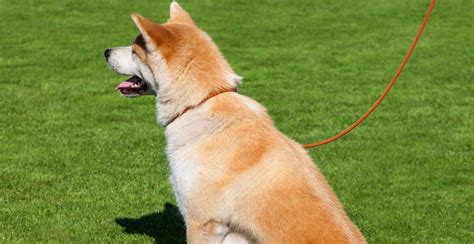Hokkaido Dog Breed Information The Ultimate Guide Breed Advisor