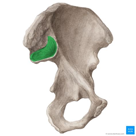 Auricular Surface Sacrum My Xxx Hot Girl