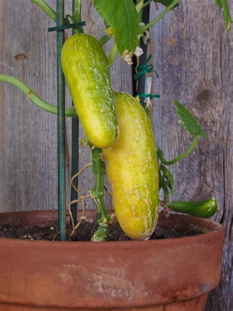 How To Grow Cucumbers Daily Medicos