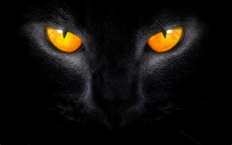 Black Cat Amber Eyes By Welshdragon On Deviantart