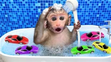 Monkey Baby Bon Bon Oes To The Toilet And Plays With Ducklings In The